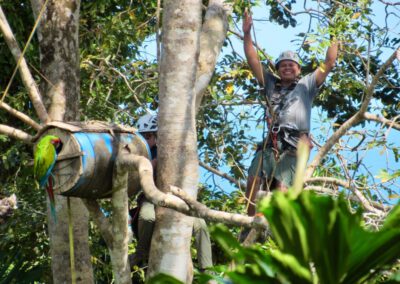 ara-manzanillo-macaw-volunteer-at-work