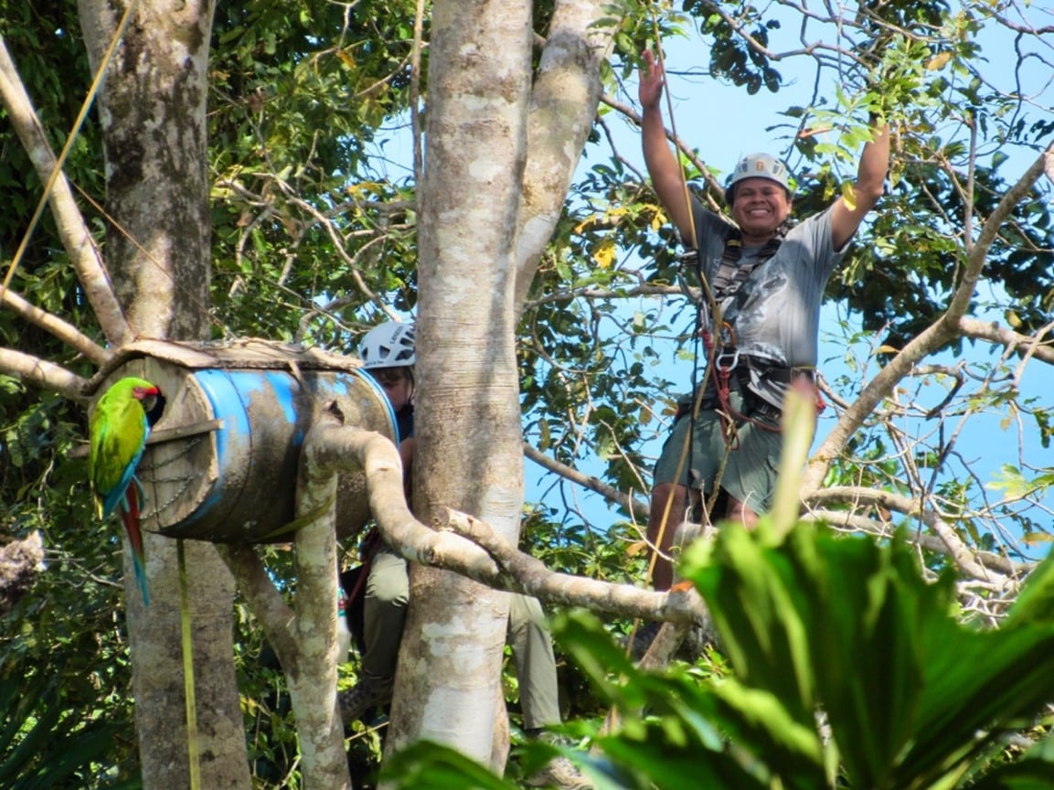 ara-manzanillo-macaw-volontaire-au-travail