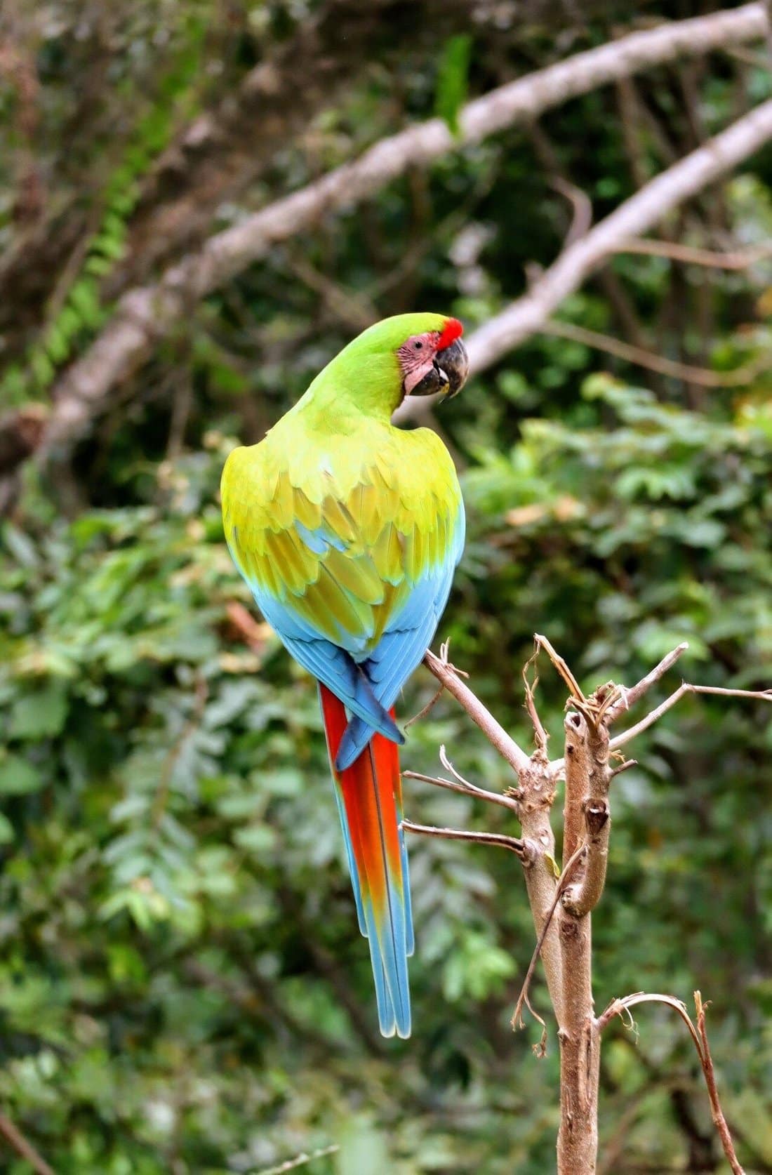 ara-manzanillo-macaw-resque