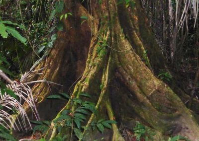 gandoca-manzanillo-wildlife-ancient-tree