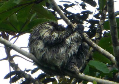 gandoca-manzanillo-wildlife-refuge-sloth