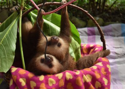 jaguar-reque-center-baby-sloths