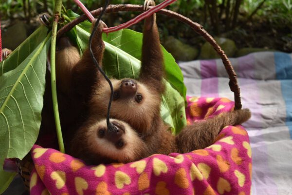 jaguar-reque-center-baby-sloths