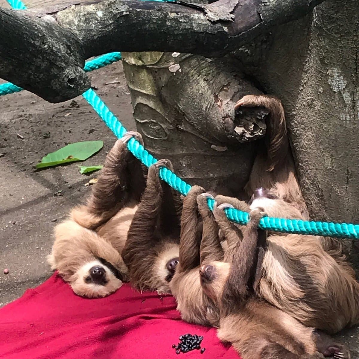 jaguar-reque-center-baby-sloths-rope