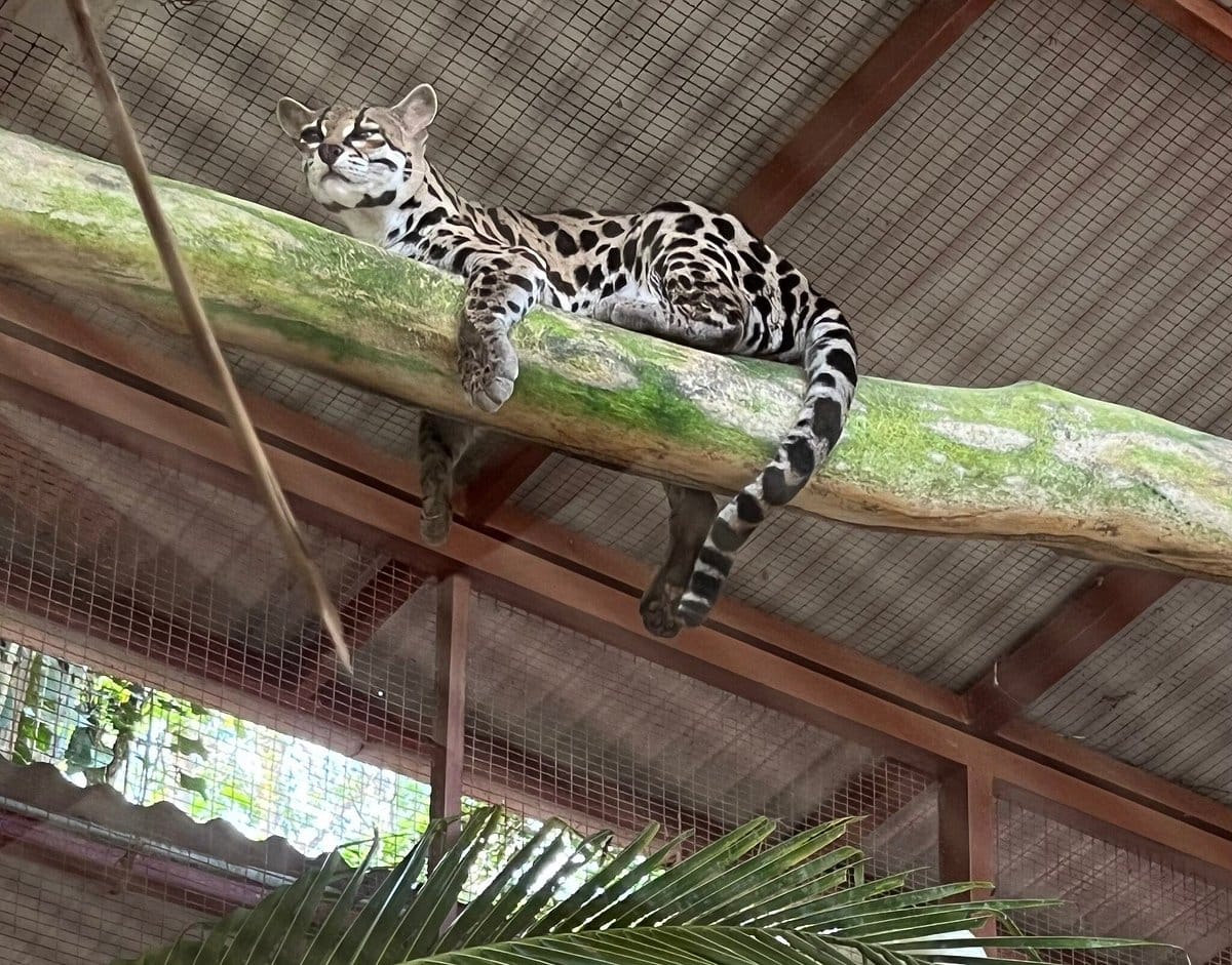 jaguar-reque-center-resting-chill