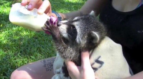jaguar-resque-center-feeding-baby-raccoon-feeding