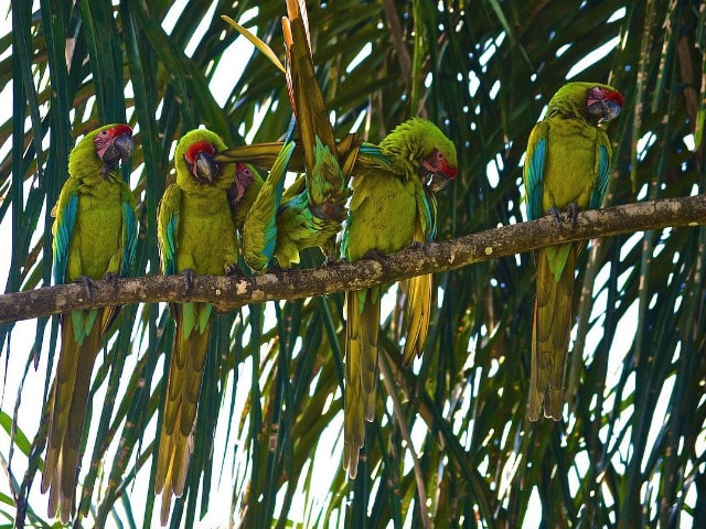 costa rica landausflüge limon kreuzfahrten costa rica ara macaw gandoca wildlife refuge punta uva beach